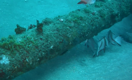 The underwater scene shows a moss-covered pipeline on the ocean floor with small fish swimming nearby, highlighting marine ecology interaction with man-made structures.